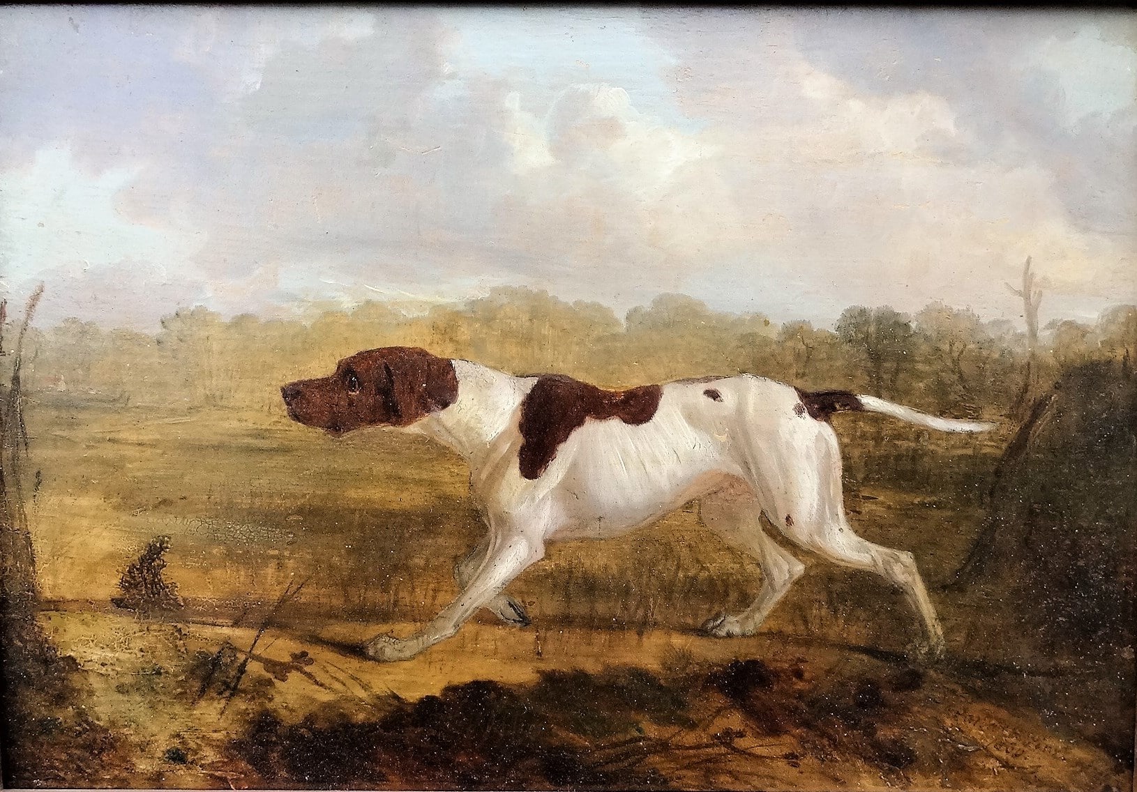 Hancock's Hunting Dog. The dog points to a target out of frame. The background is a forested marsh.